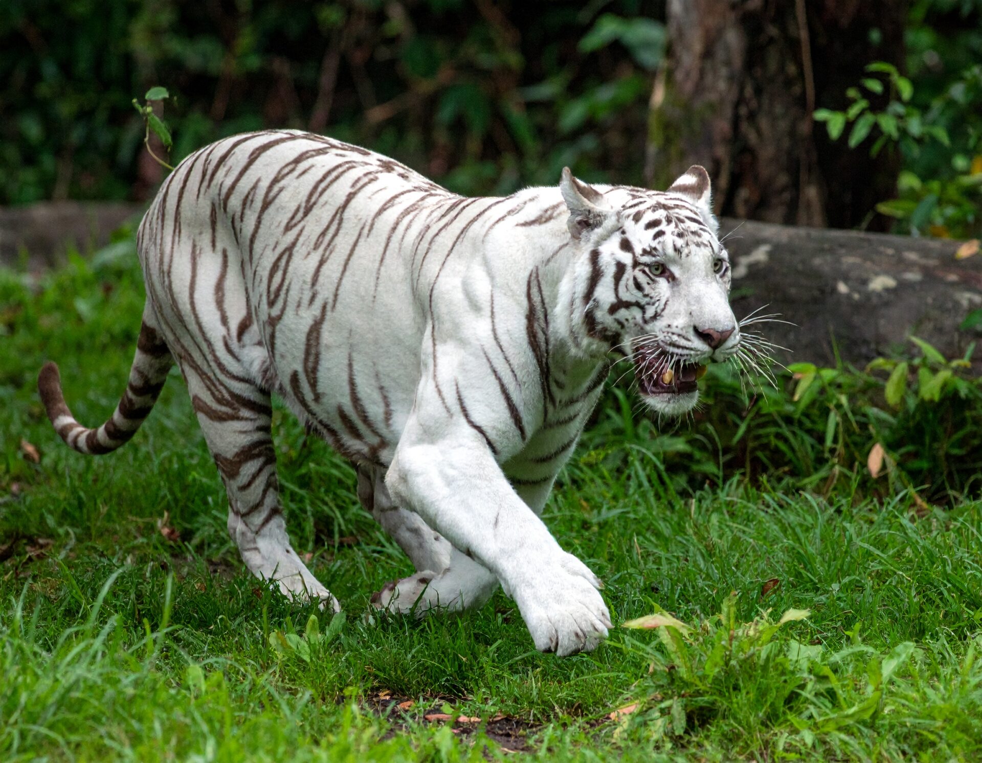 AdobeFireflyで生成した「熱帯雨林を駆け抜ける白いトラ」の画像