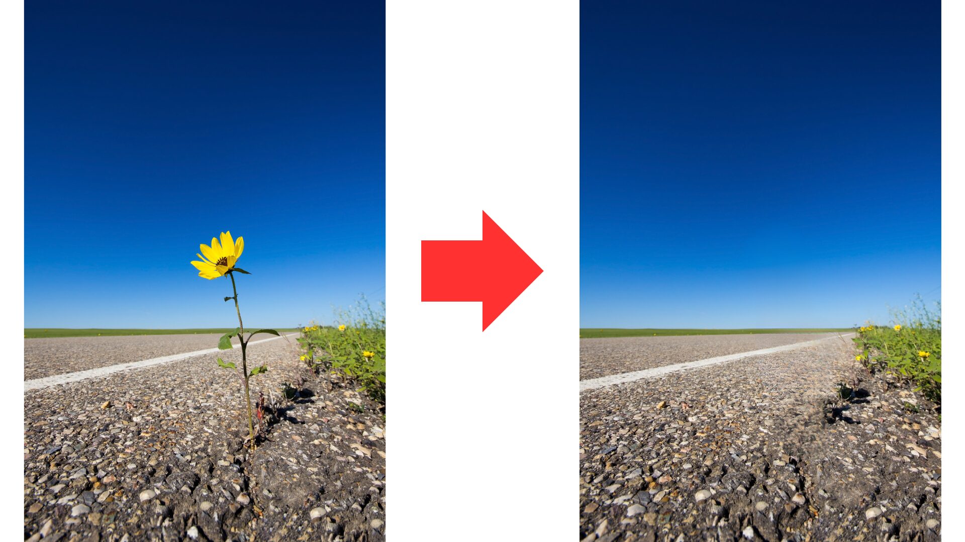 Canvaマジック消しゴム機能を用いて、写真から花を削除したビフォアアフター画像